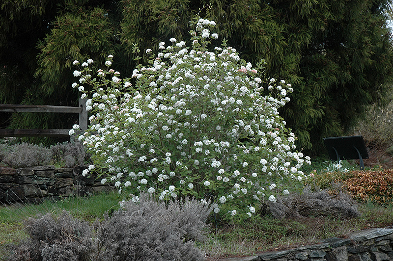 Koreanspice Viburnum (Viburnum carlesii) at The Growing Place