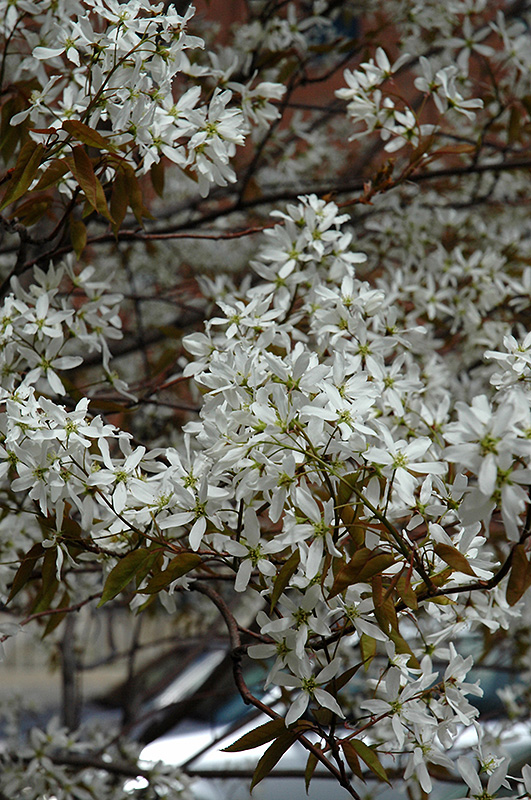 Spring Flurry Serviceberry (Amelanchier laevis 'JFS-Arb') at The Growing Place