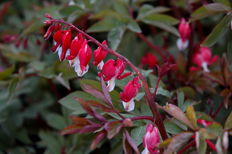 Valentine Bleeding Heart (Dicentra spectabilis 'Hordival') at The Growing Place