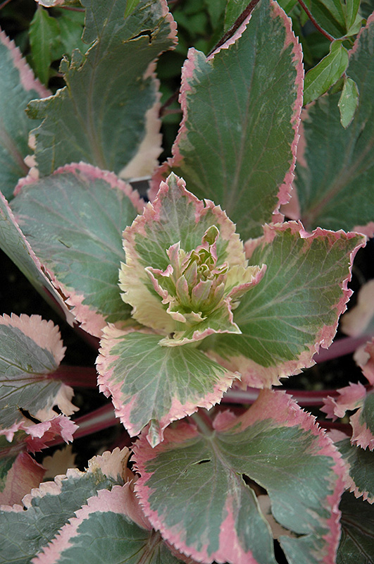 Jade Frost Variegated Sea Holly (Eryngium planum 'Jade Frost') at The Growing Place