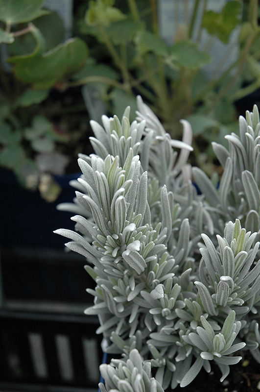 Silver Mist Lavender (Lavandula angustifolia 'Silver Mist') in ...