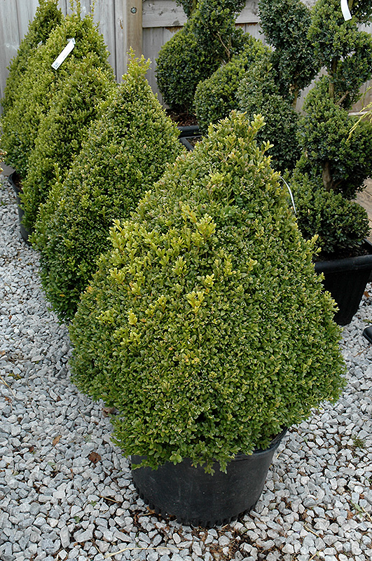 Green Mountain Boxwood (pyramid form) (Buxus 'Green Mountain (pyramid)') at The Growing Place