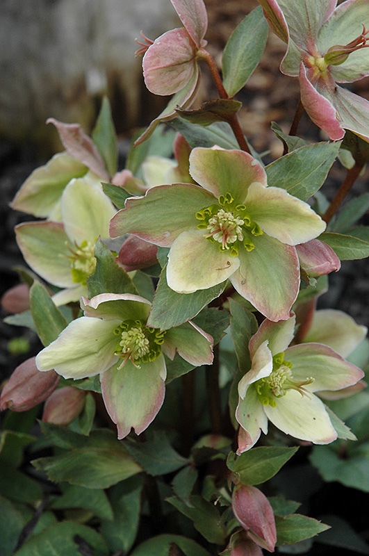 Ivory Prince Hellebore (Helleborus 'Walhelivor') at The Growing Place