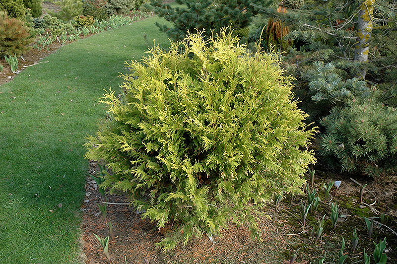 Golden Globe Arborvitae (Thuja occidentalis 'Golden Globe') at The Growing Place