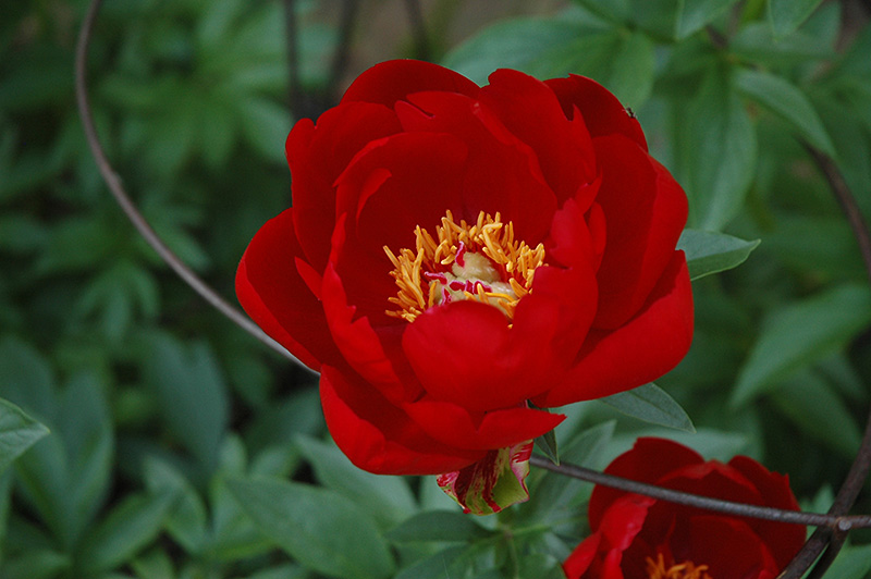 Red Red Rose Peony (Paeonia 'Red Red Rose') at The Growing Place