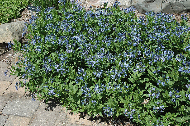 Blue Ice Star Flower (Amsonia tabernaemontana 'Blue Ice') at The Growing Place