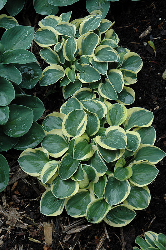 Mighty Mouse Hosta (Hosta 'Mighty Mouse') at The Growing Place