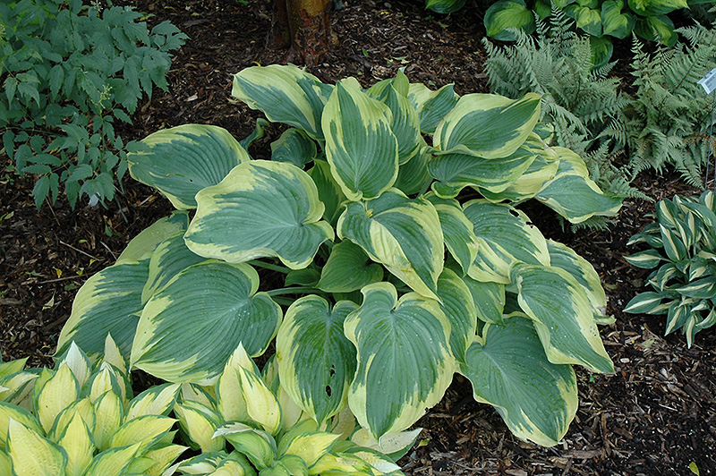Earth Angel Hosta (Hosta 'Earth Angel') at The Growing Place