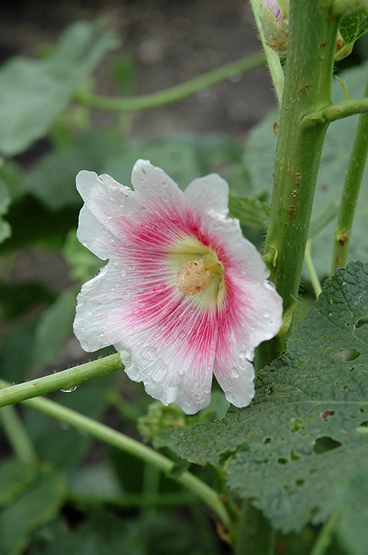 Halo Blush Hollyhock (Alcea rosea 'Halo Blush') at The Growing Place