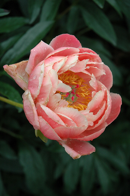Coral Charm Peony (Paeonia 'Coral Charm') at The Growing Place