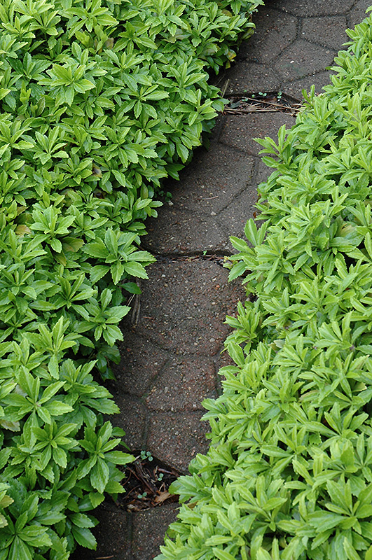 Green Carpet Japanese Spurge (Pachysandra terminalis 'Green Carpet') at The Growing Place