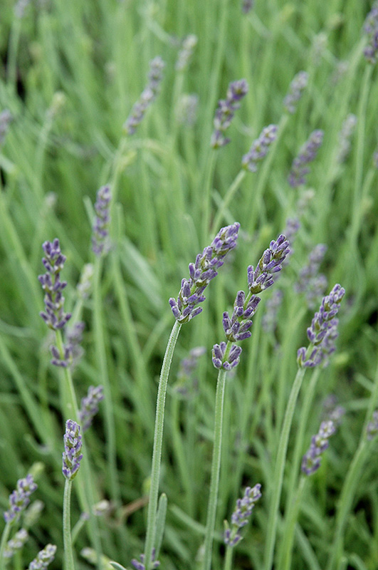 Silver Mist Lavender (Lavandula angustifolia 'Silver Mist') at The Growing Place