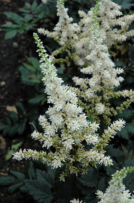 Visions in White Chinese Astilbe (Astilbe chinensis 'Visions in White') at The Growing Place