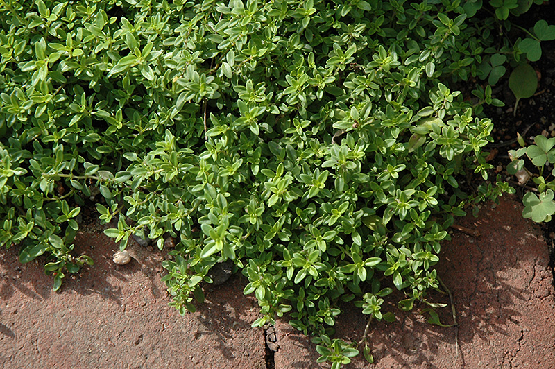 Lime Thyme (Thymus x citriodorus 'Lime') at The Growing Place