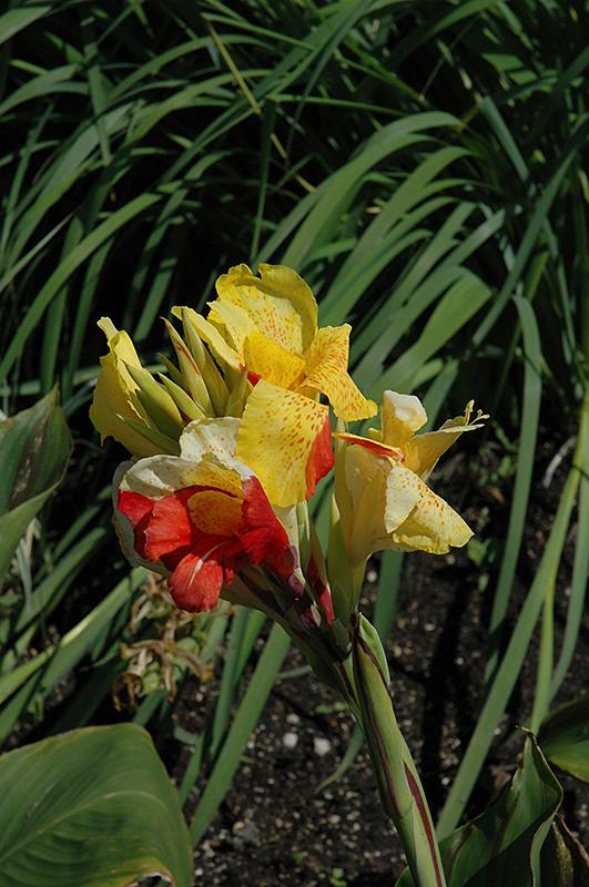 Cleopatra Canna (Canna 'Cleopatra') at The Growing Place