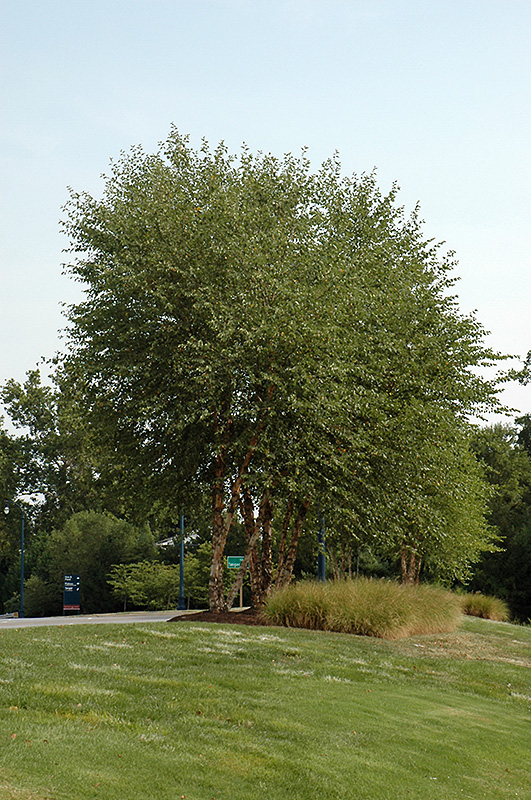 Heritage River Birch (clump) (Betula nigra 'Heritage (clump)') at The Growing Place