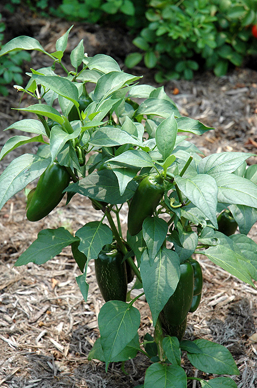 Jalapeno Pepper (Capsicum annuum 'Jalapeno') at The Growing Place