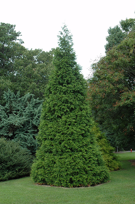 Green Giant Arborvitae (Thuja 'Green Giant') at The Growing Place