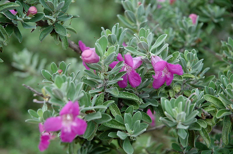 Texas Sage (Leucophyllum frutescens) at The Growing Place
