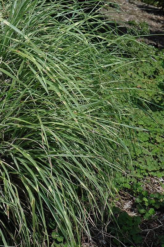 Little Zebra Dwarf Maiden Grass (Miscanthus sinensis 'Little Zebra') at The Growing Place