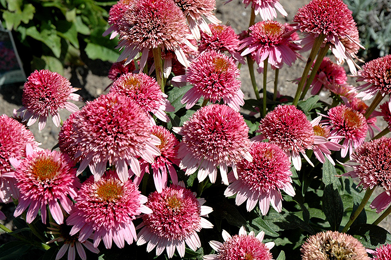 Butterfly Kisses Coneflower (Echinacea purpurea 'Butterfly Kisses') at The Growing Place
