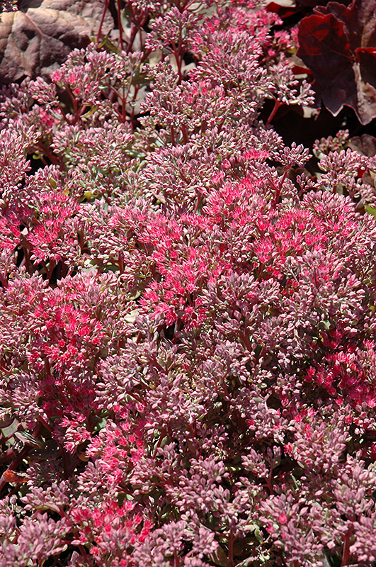 Rosy Glow Stonecrop (Sedum 'Rosy Glow') at The Growing Place