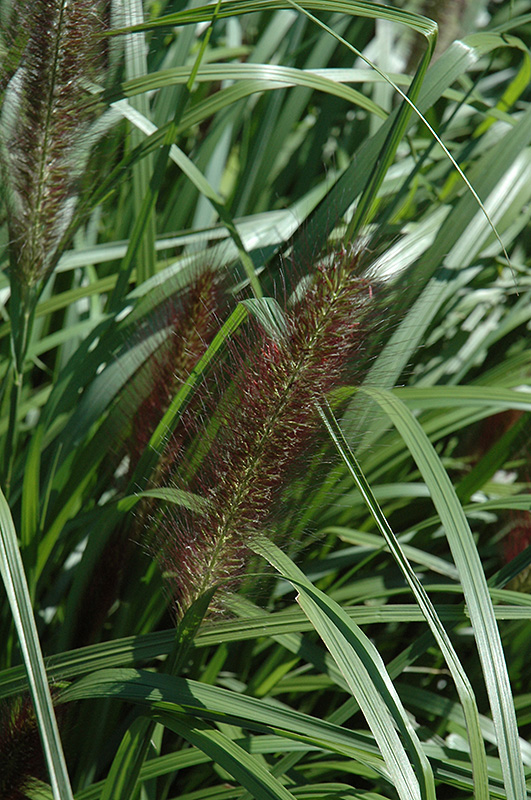 Red Head Fountain Grass (Pennisetum alopecuroides 'Red Head') at The Growing Place