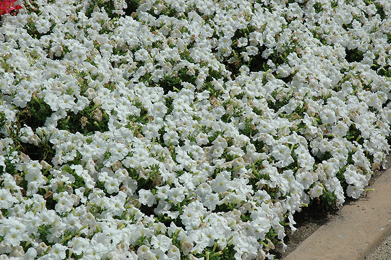 Pretty Flora White Petunia (Petunia 'Pretty Flora White') at The Growing Place