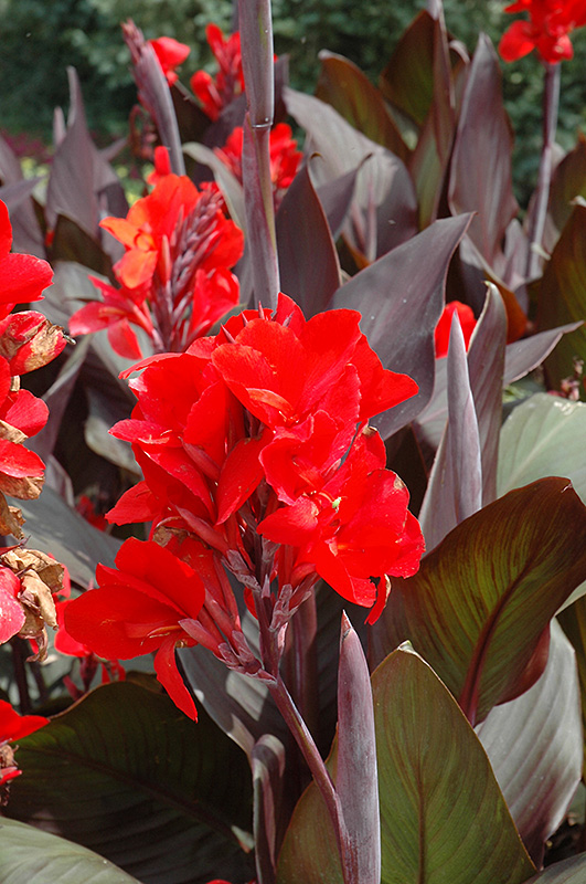 Cannova Bronze Scarlet Canna (Canna 'Cannova Bronze Scarlet') at The Growing Place