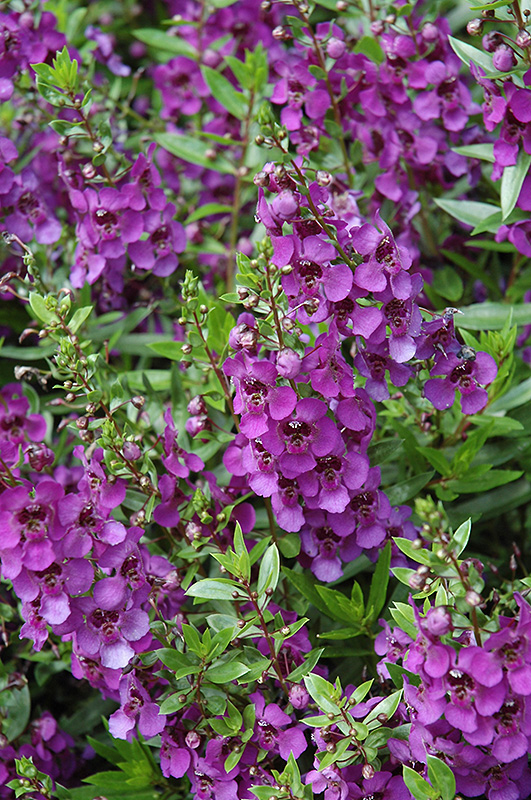 Archangel Dark Purple Angelonia (Angelonia angustifolia 'Archangel Dark Purple') at The Growing Place