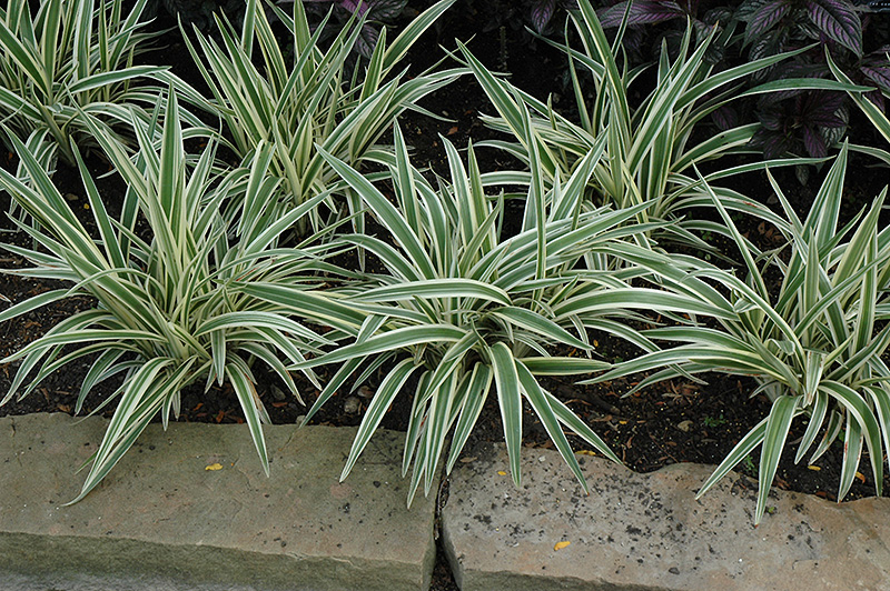 Variegated Flax Lily (Dianella tasmanica 'Variegata') at The Growing Place