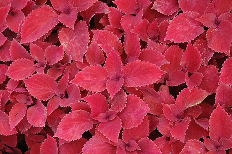 Redhead Coleus (Solenostemon scutellarioides 'Redhead') at The Growing Place
