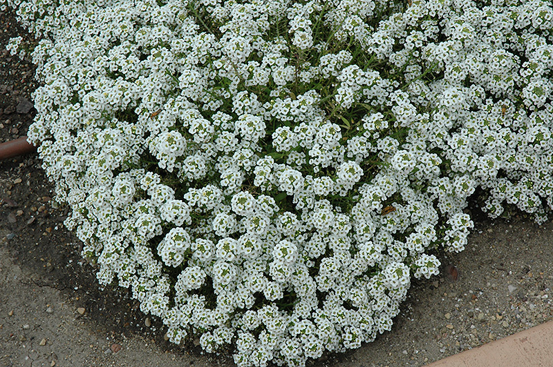 Clear Crystal White Sweet Alyssum (Lobularia maritima 'Clear Crystal White') at The Growing Place