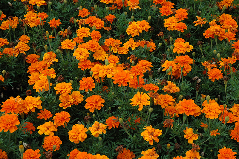 Durango Tangerine Marigold (Tagetes patula 'Durango Tangerine') at The Growing Place