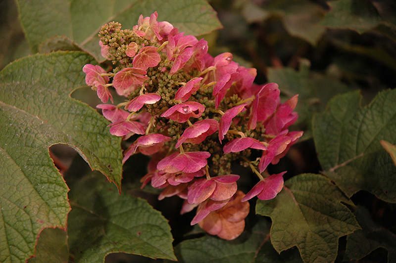 Ruby Slippers Hydrangea (Hydrangea quercifolia 'Ruby Slippers') at The Growing Place