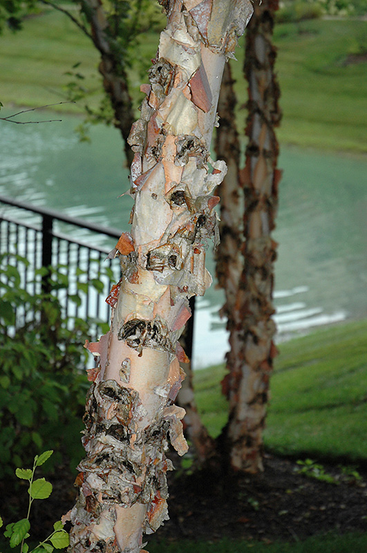 River Birch (Betula nigra) at The Growing Place