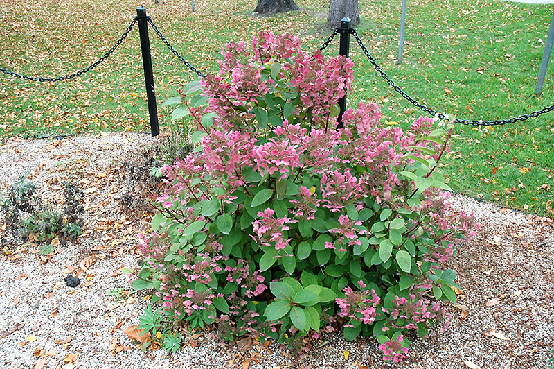 Mystical Flame Hydrangea (Hydrangea paniculata 'Bokratorch') at The Growing Place