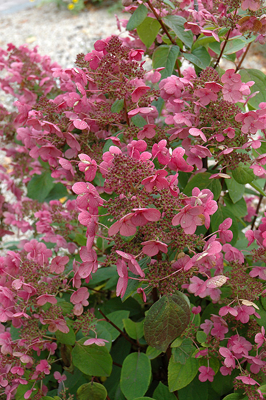 Mystical Flame Hydrangea (Hydrangea paniculata 'Bokratorch') at The Growing Place