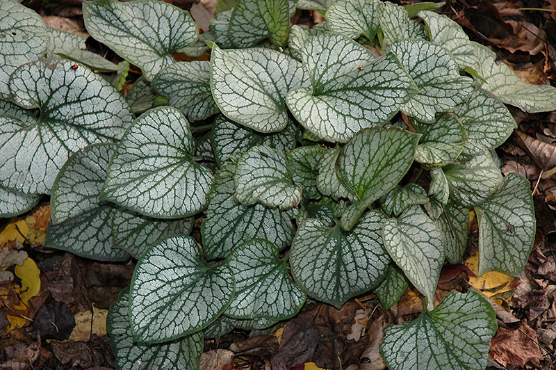 Jack Frost Bugloss (Brunnera macrophylla 'Jack Frost') at The Growing Place