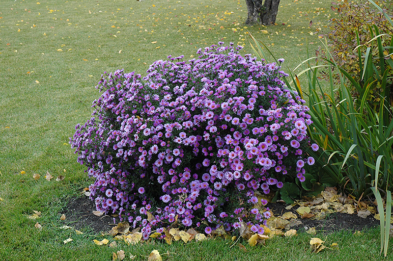 Purple Dome Aster (Aster novae-angliae 'Purple Dome') at The Growing Place