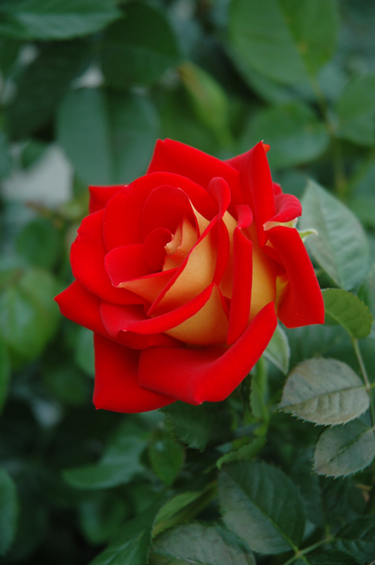 Ketchup And Mustard Rose (Rosa 'WEKzazette') at The Growing Place