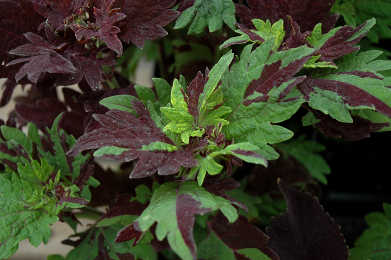 Twist And Twirl Coleus (Solenostemon scutellarioides 'Twist And Twirl') at The Growing Place