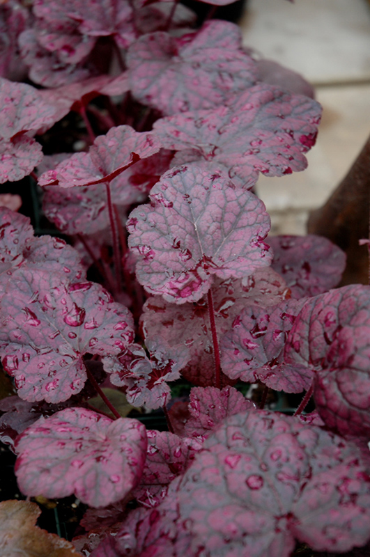 Grape Expectations Coral Bells (Heuchera 'Grape Expectations') at The Growing Place