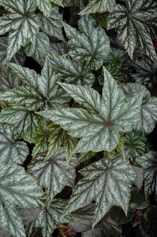 Gryphon Begonia (Begonia 'Gryphon') at The Growing Place