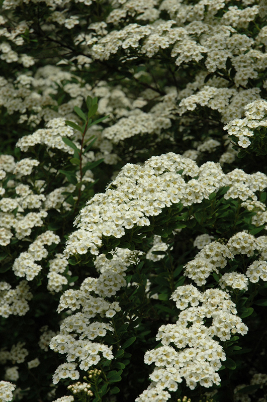 Snowmound Spirea (Spiraea nipponica 'Snowmound') at The Growing Place