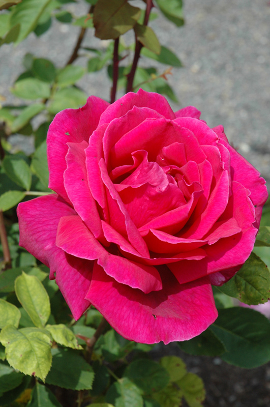 Chrysler Imperial Rose (Rosa 'Chrysler Imperial') at The Growing Place