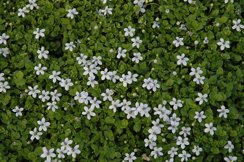 Blue Star Creeper (Isotoma fluviatilis) at The Growing Place