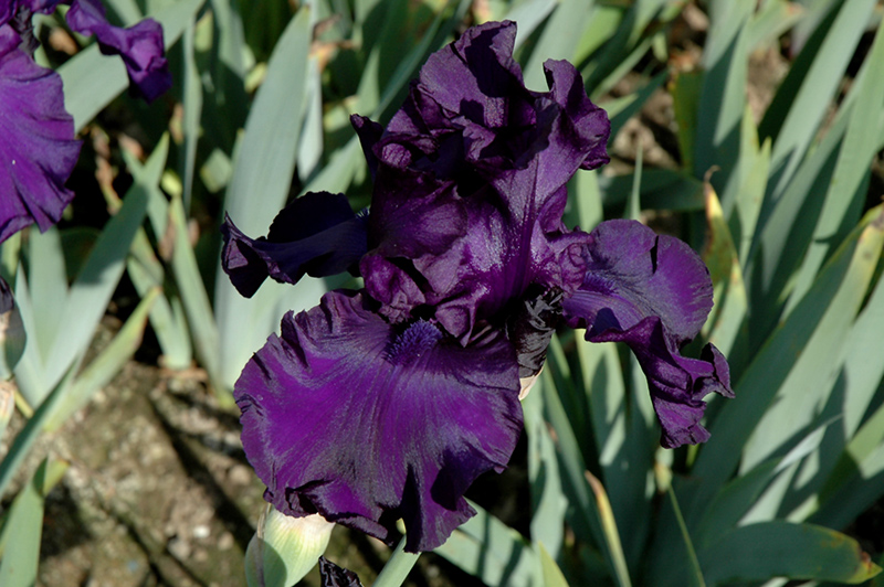 Dusky Challenger Iris (Iris 'Dusky Challenger') at The Growing Place