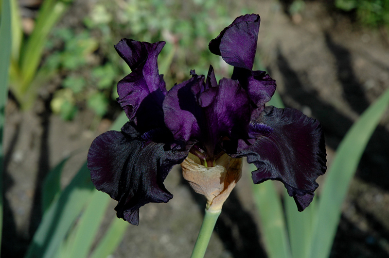 Black Dragon Iris (Iris 'Black Dragon') at The Growing Place