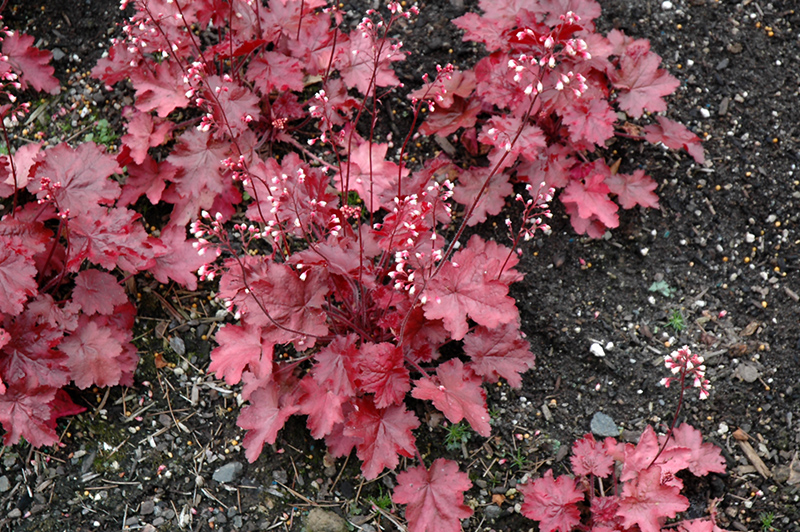 Fire Chief Coral Bells (Heuchera 'Fire Chief') at The Growing Place
